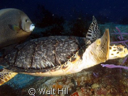 Turtle with favorite partner:  Gray Angelfish! by Walt Hill 